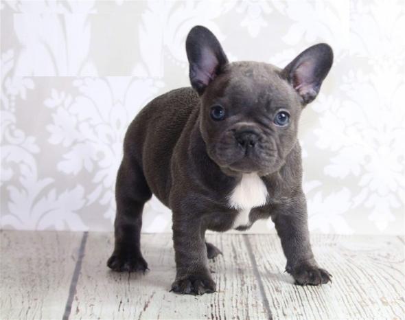 Blue French Bulldog Puppies For Sale Paphos Paphos Zolum Cyprus